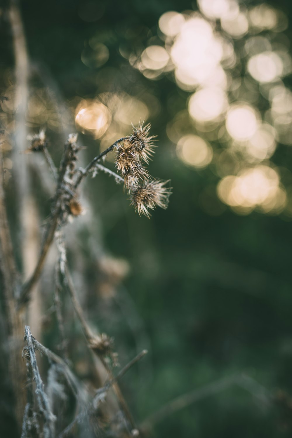 brown and white plant in tilt shift lens