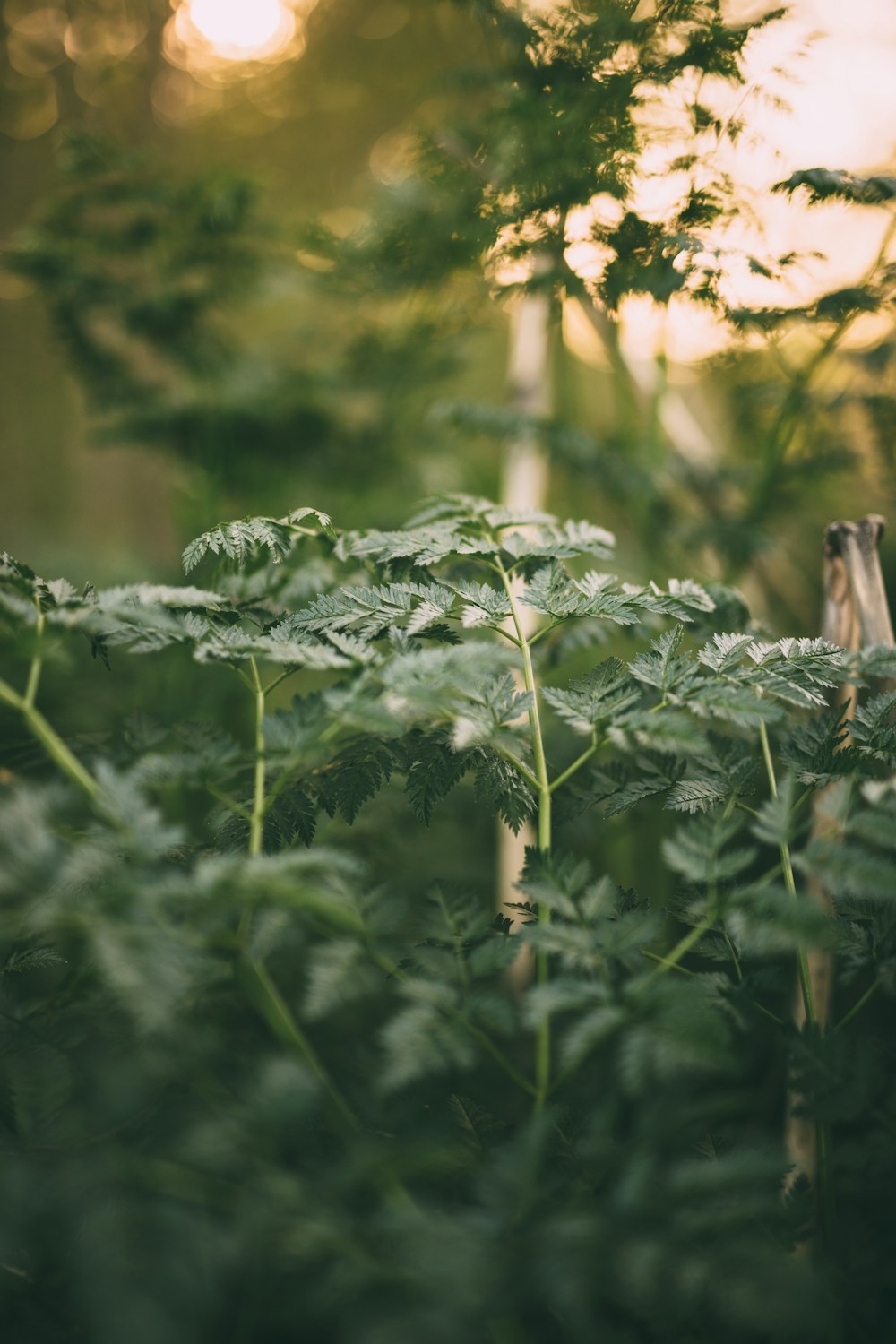 green plant in tilt shift lens