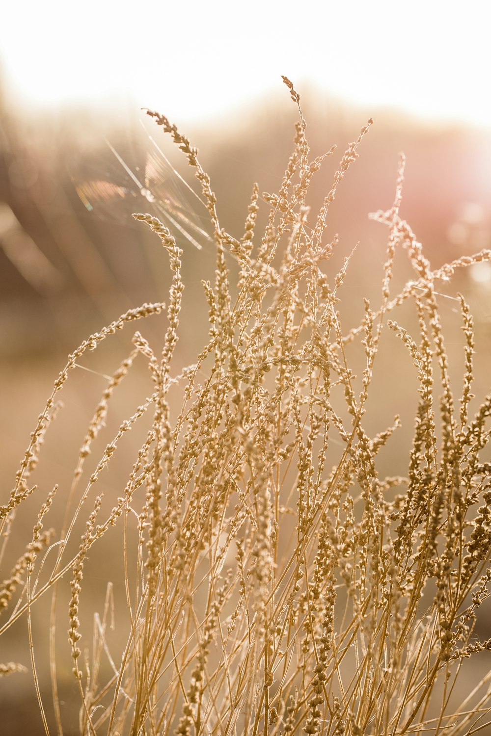 brown wheat in close up photography