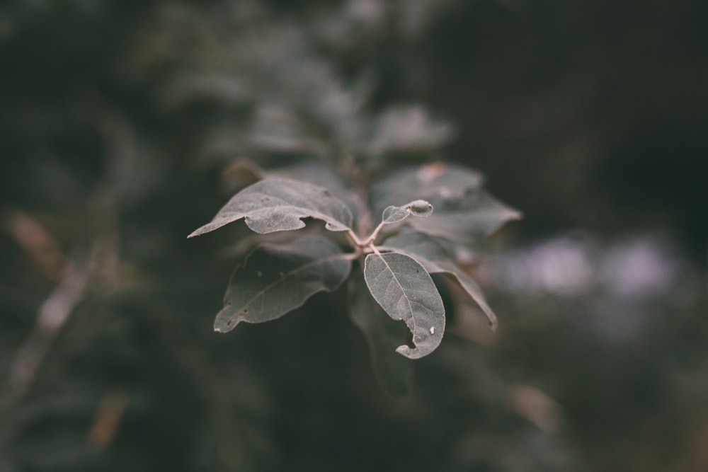 green leaf in close up photography