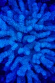Close-up of a bright orange branching coral glowing under blue aquarium light.