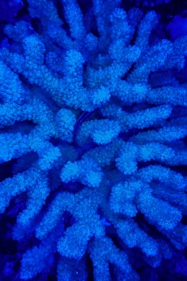 Close-up of a bright orange branching coral glowing under blue aquarium light.