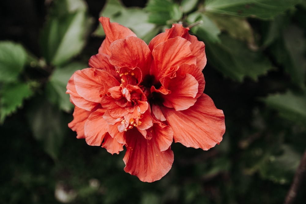 red flower in tilt shift lens