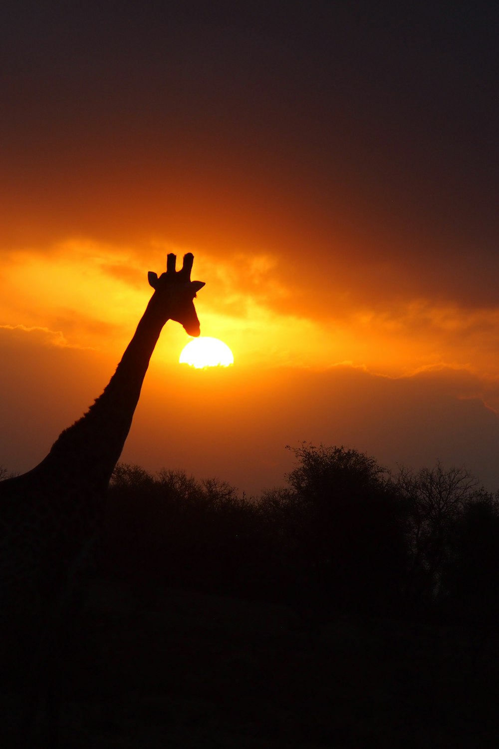 silhouette of person raising right hand during sunset