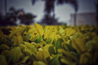 A close-up view of numerous yellow-green leaves forming a dense, lush hedge with a blurred, overcast sky and vague silhouettes of trees in the background.