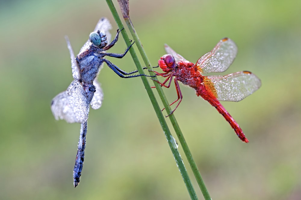 red dragonfly perched on blue flower in close up photography during daytime
