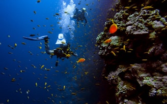 man in black wet suit diving on water with school of fish