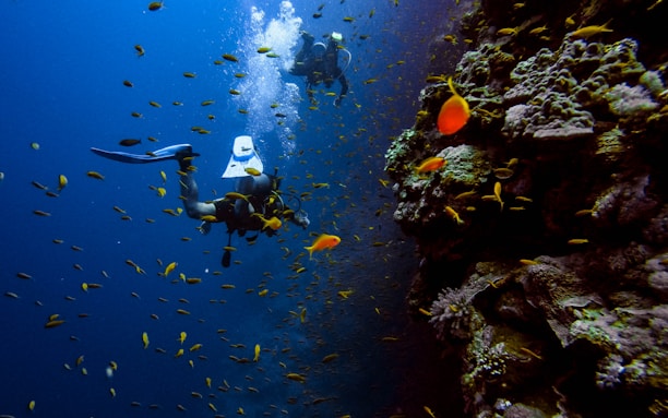 man in black wet suit diving on water with school of fish