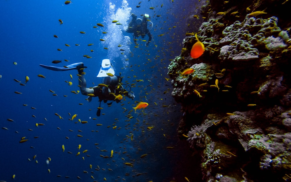 man in black wet suit diving on water with school of fish