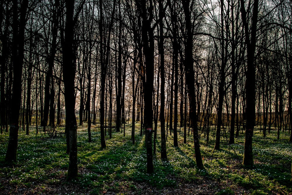 brown trees on green grass field during daytime