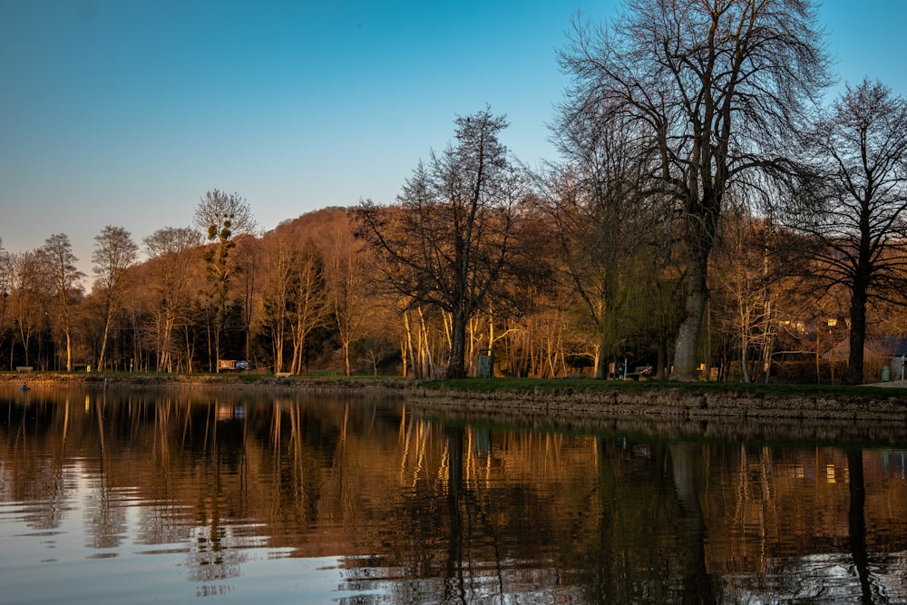 brown trees beside body of water during daytime