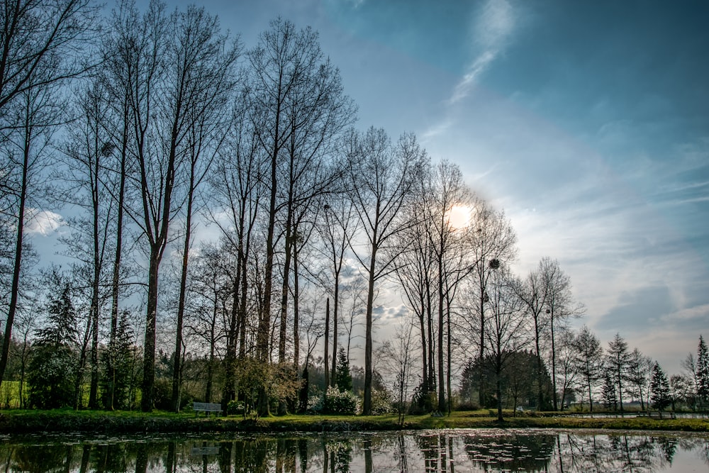 leafless trees near river during daytime