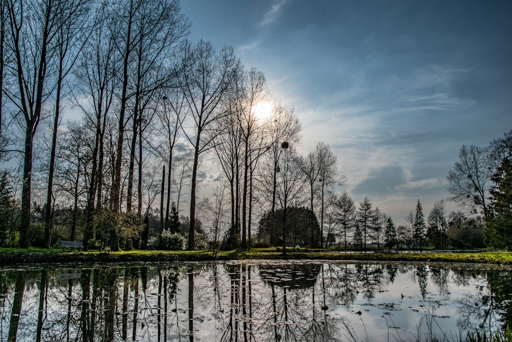 body of water between trees under blue sky during daytime