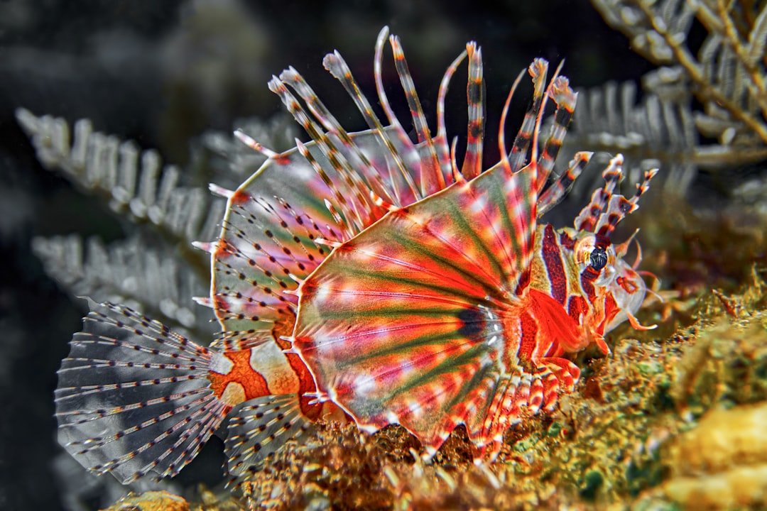 red and white fish in close up photography