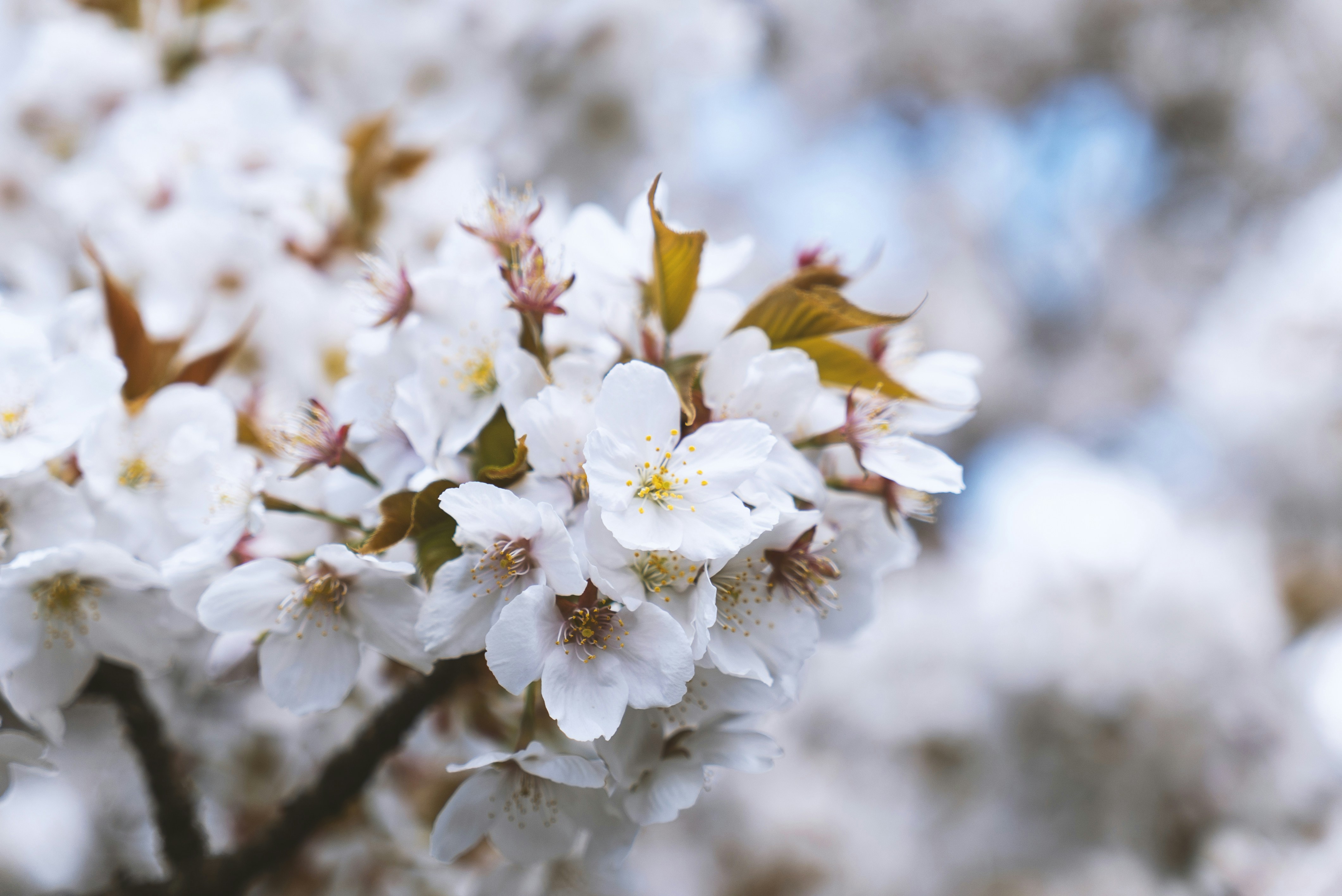 Photo by davidemrich