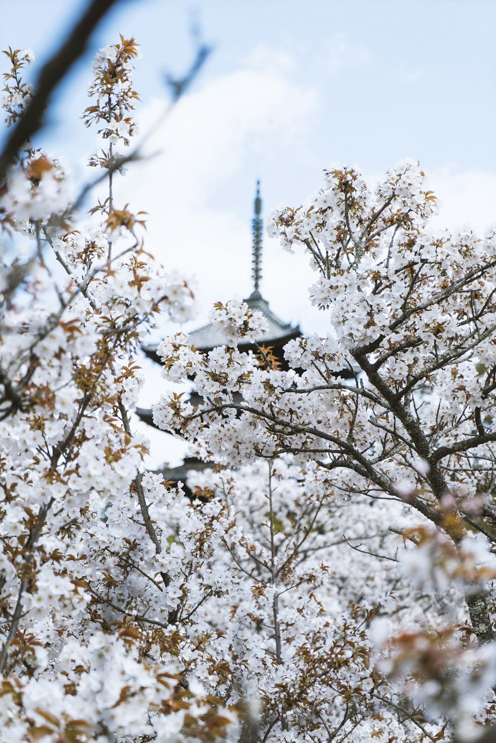 cerezo blanco en flor bajo el cielo azul durante el día