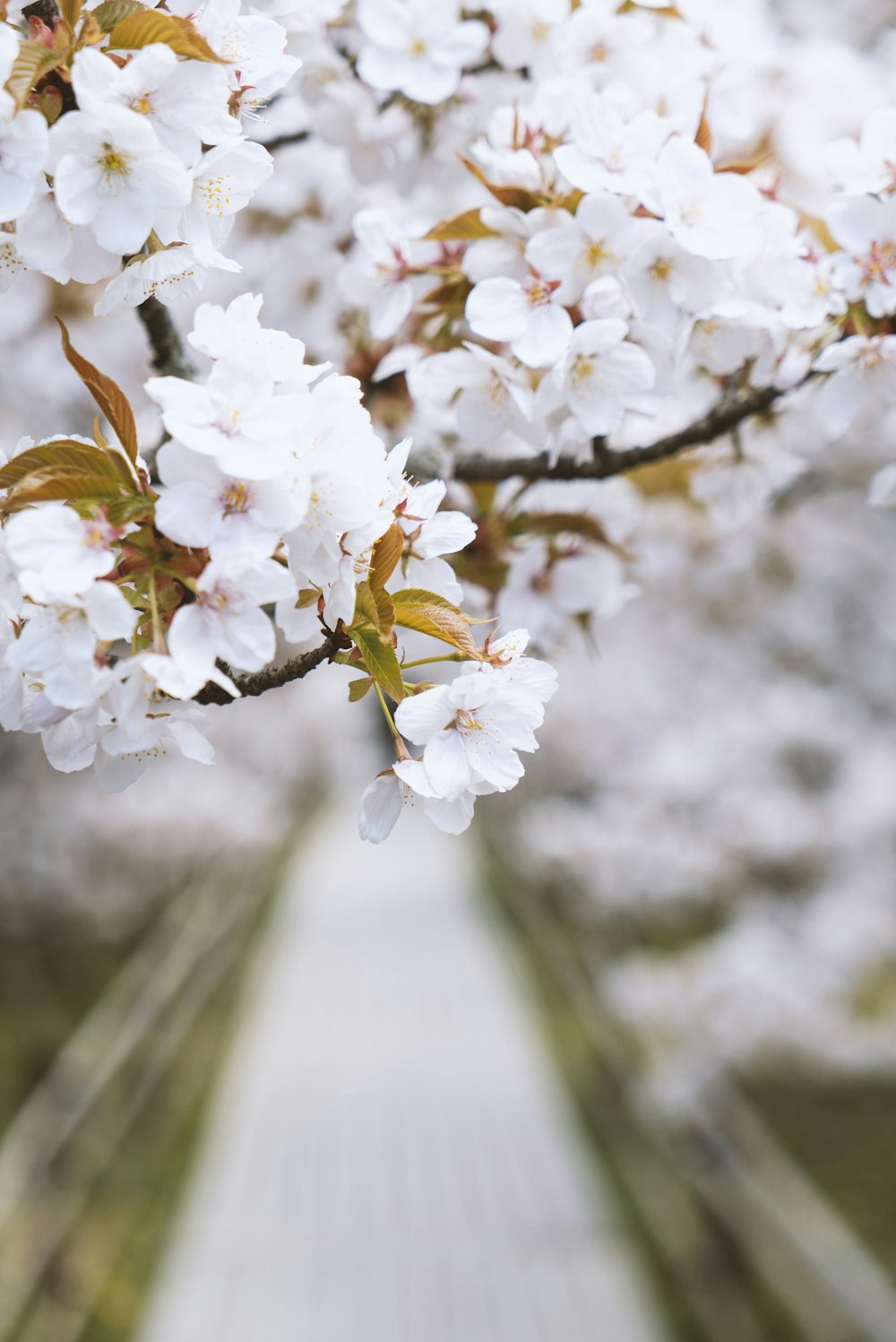 white cherry blossom in bloom during daytime