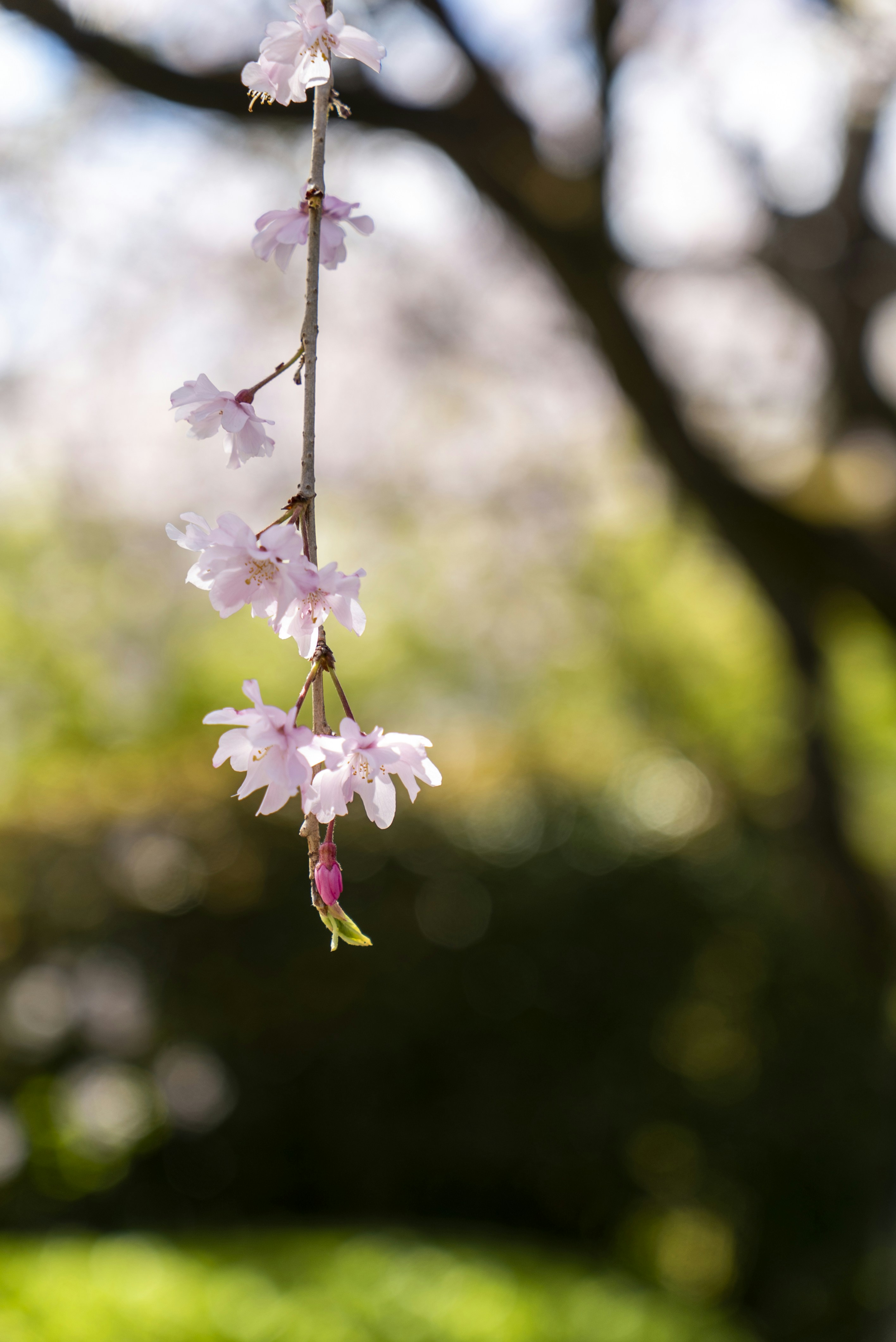 Photo by davidemrich