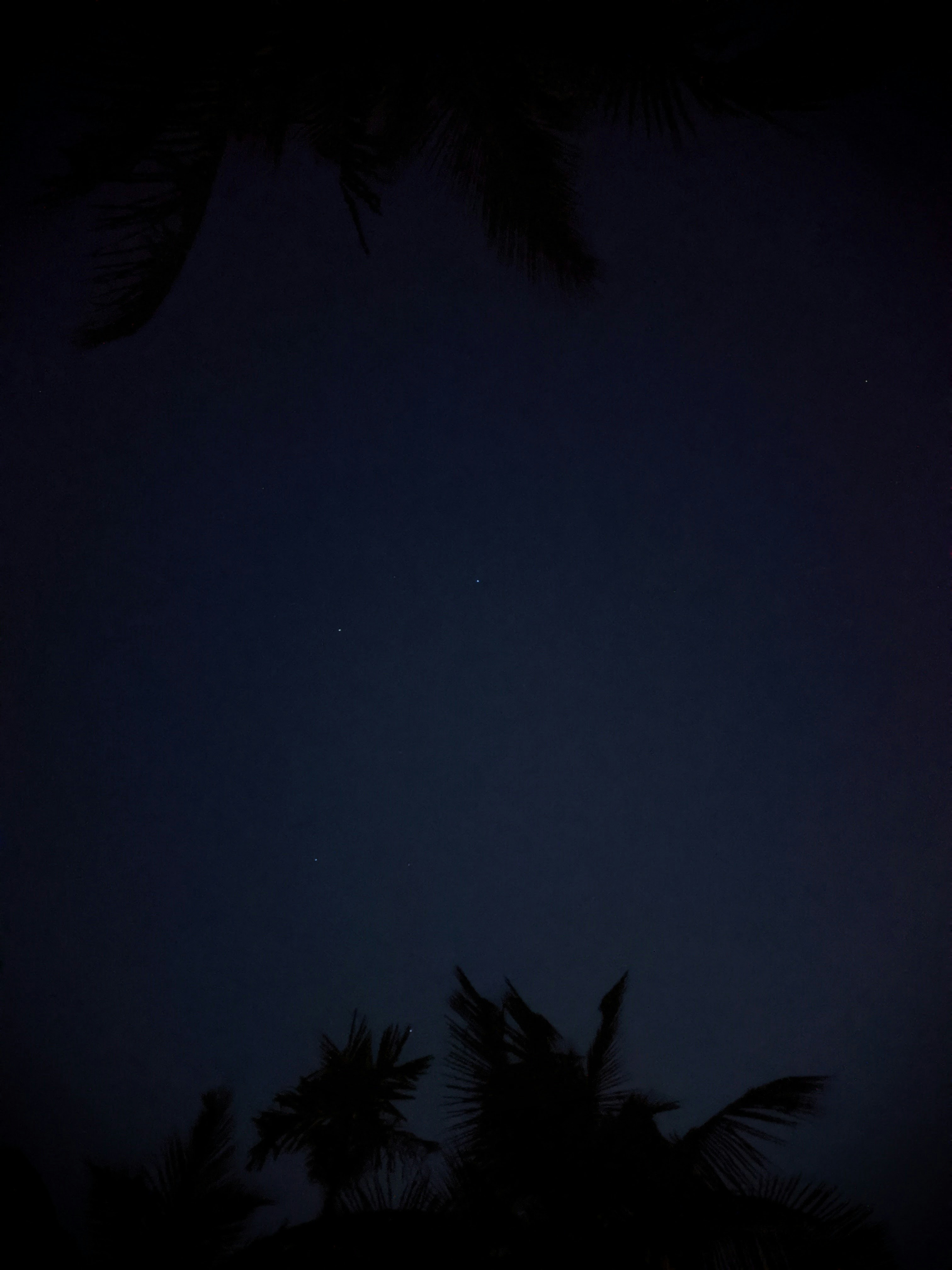 green palm tree during night time Black Wallpaper For Mobile