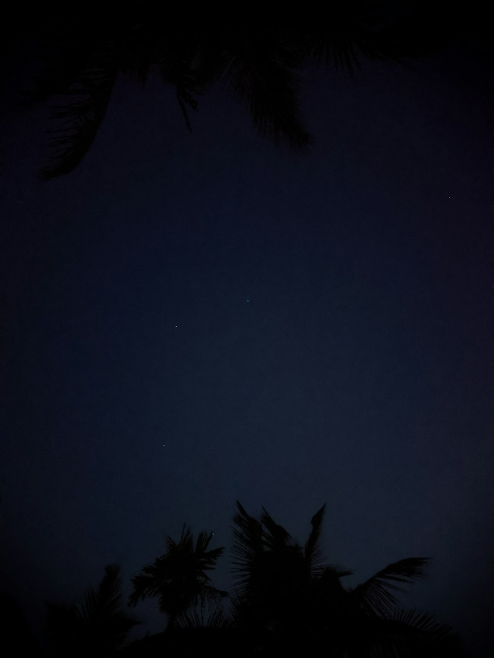 green palm tree during night time