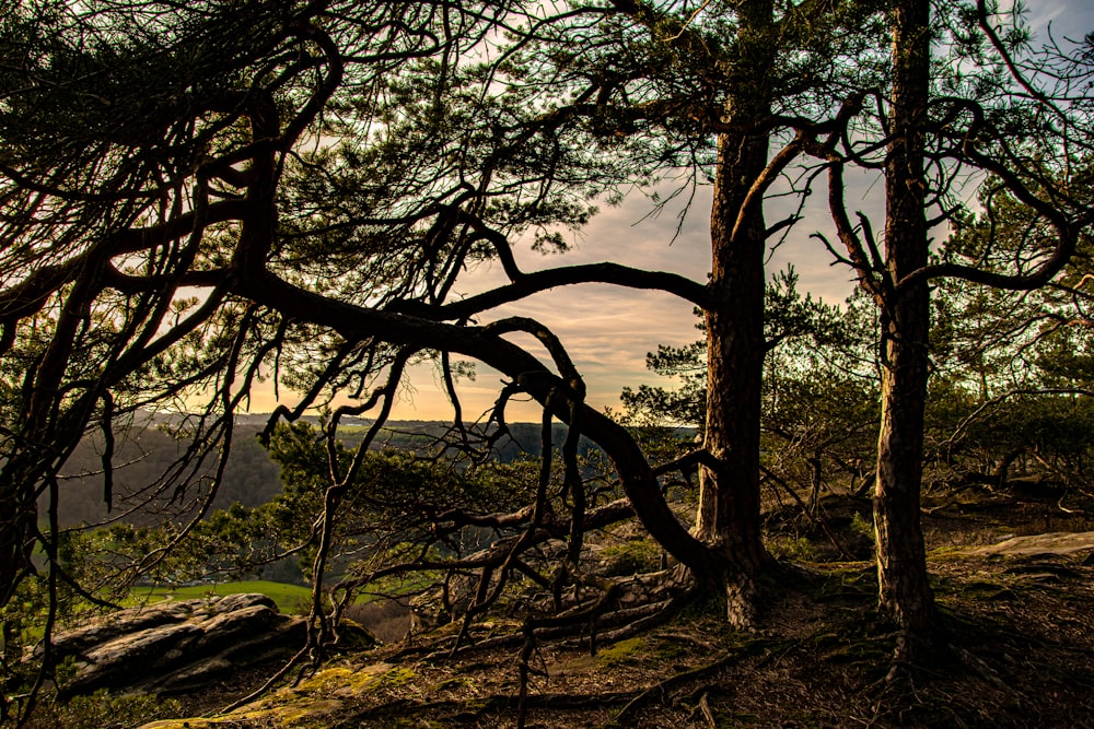 brown tree trunk near mountain during daytime