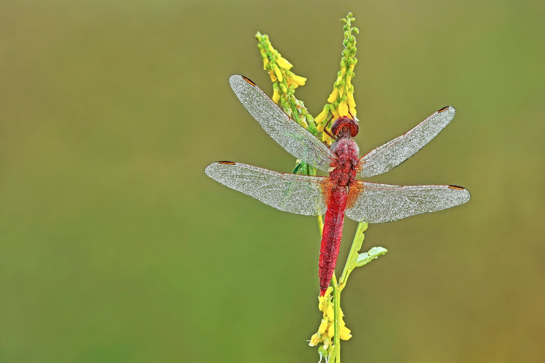 red and white dragonfly perched on yellow flower in close up photography during daytime