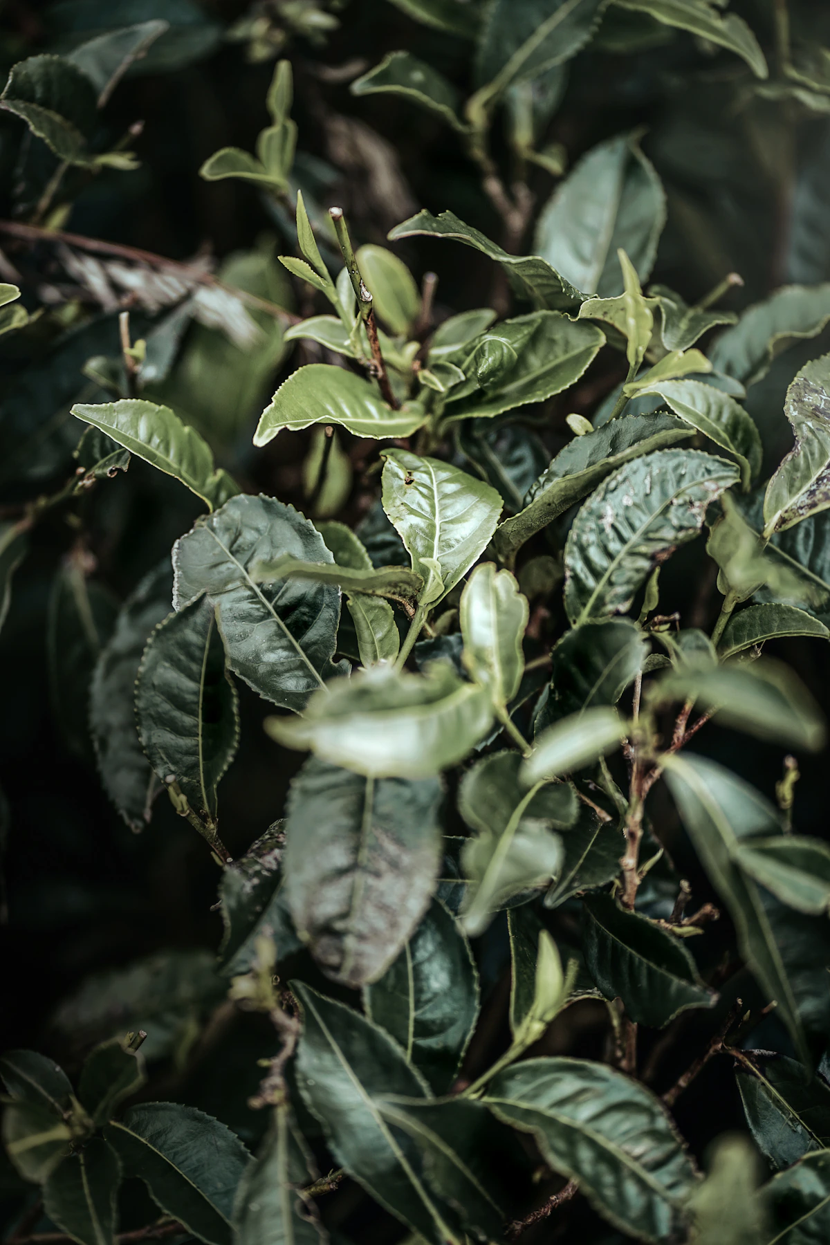 Hojas verdes de té iluminadas por la luz natural