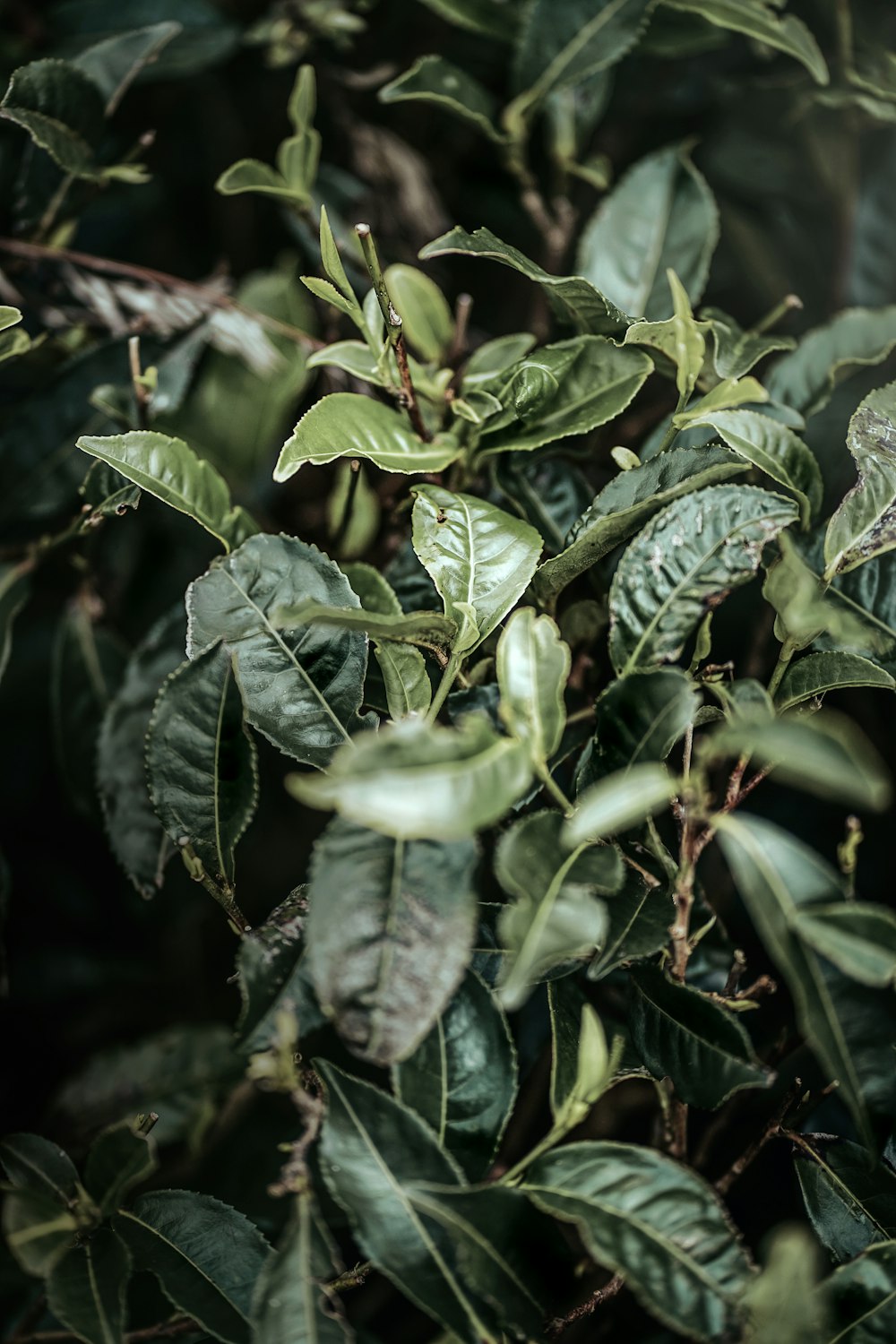 green leaves in close up photography