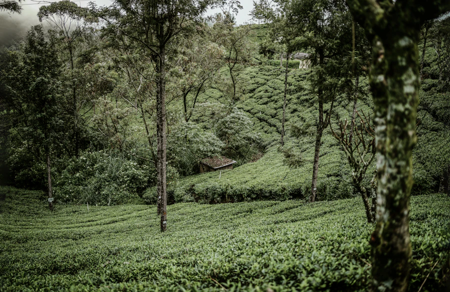 Exclusive-use Tea Bungalows