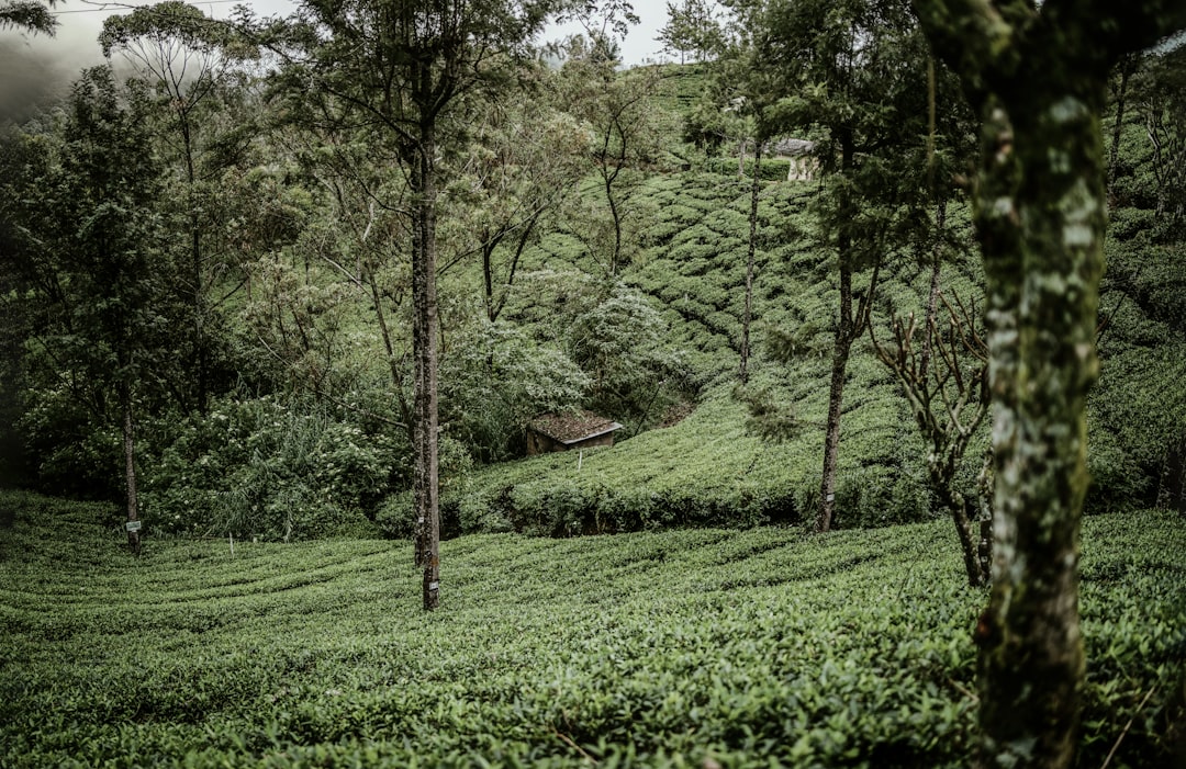 Forest photo spot Nuwara Eliya Sri Lanka