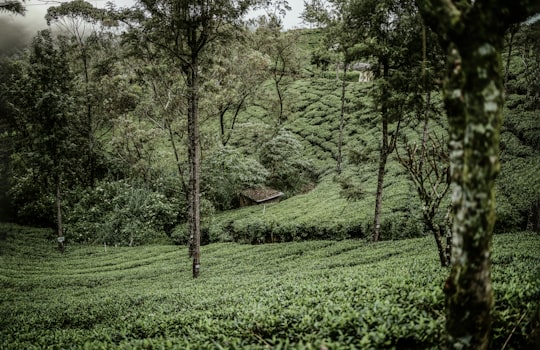 green grass field with trees during daytime in Nuwara Eliya Sri Lanka