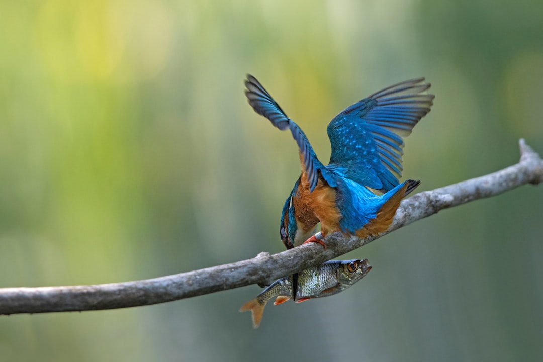 blue and brown bird on brown tree branch during daytime