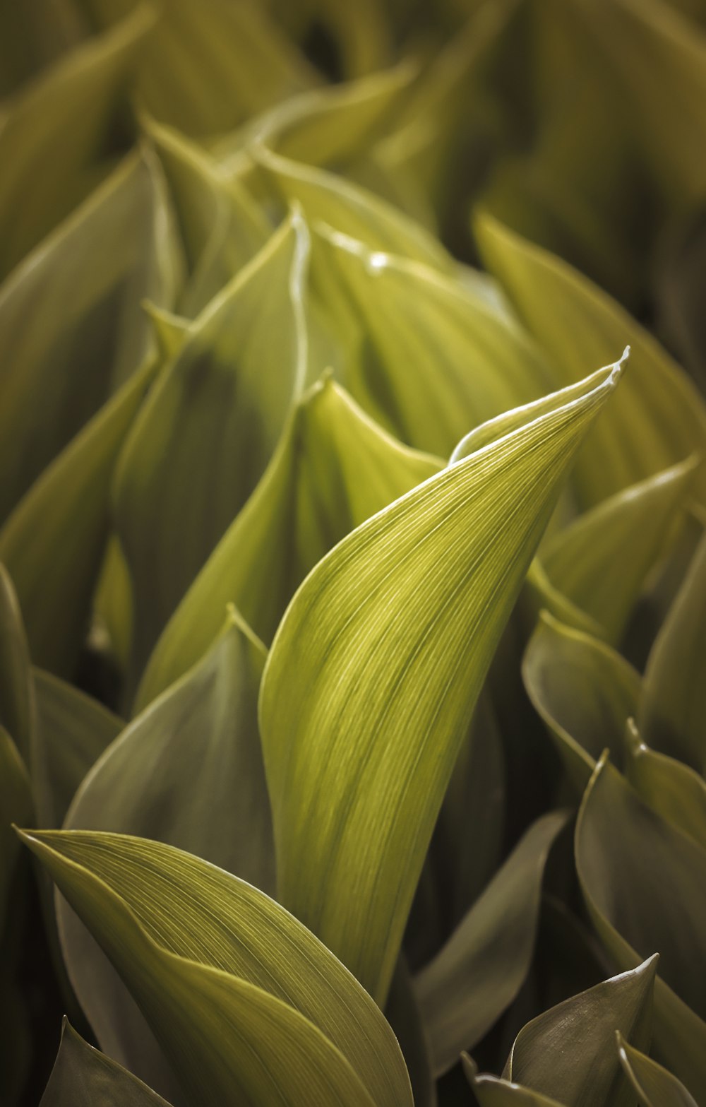 green leaf plant in close up photography