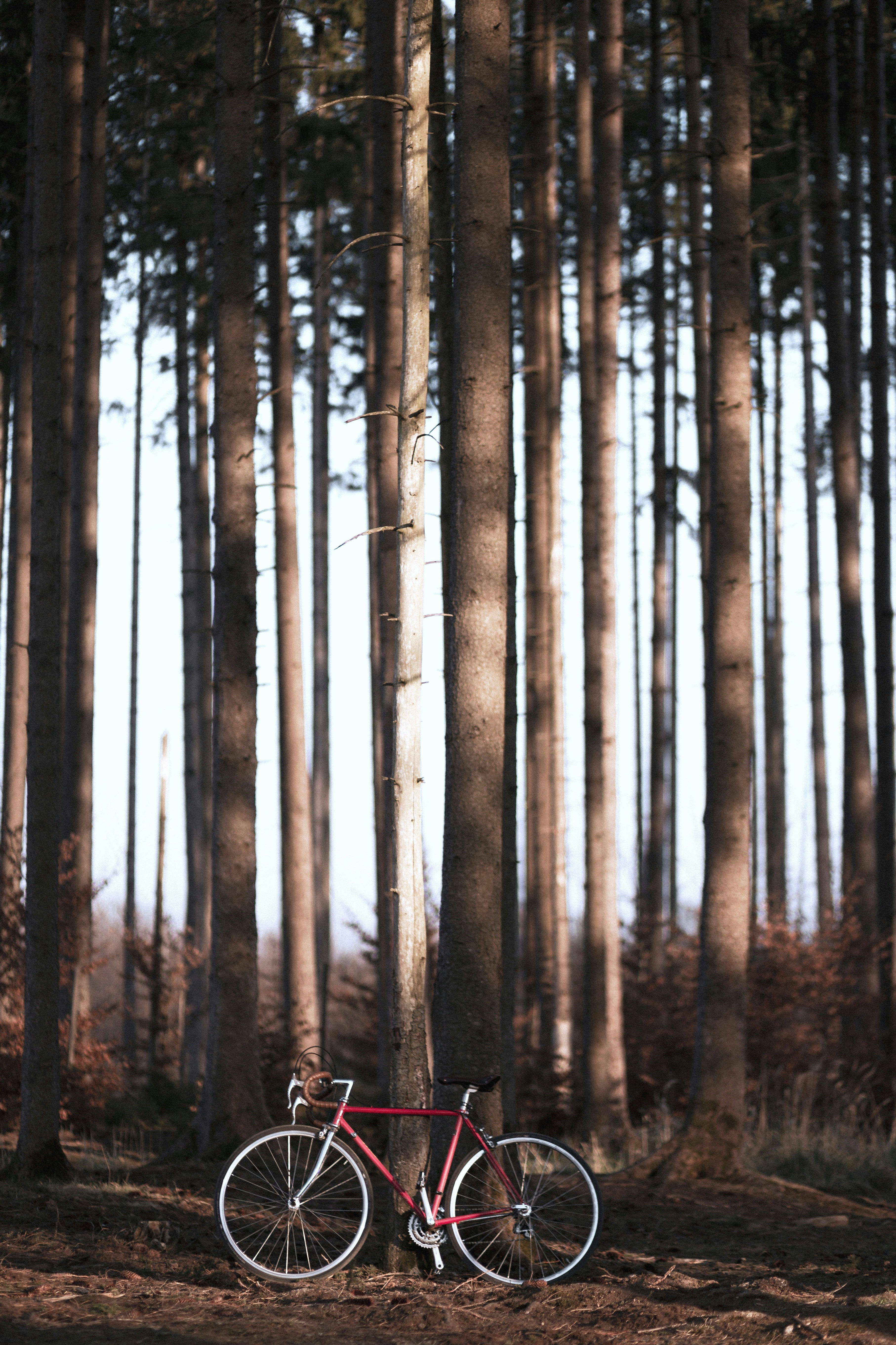 forest bike
