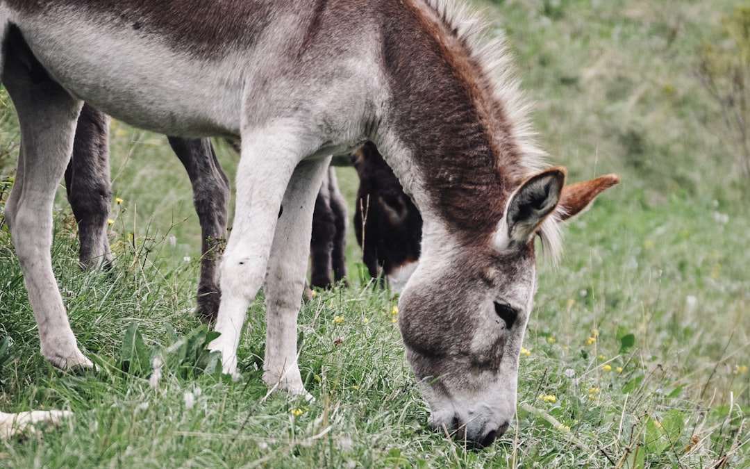 Wildlife photo spot Villard-de-Lans Charols