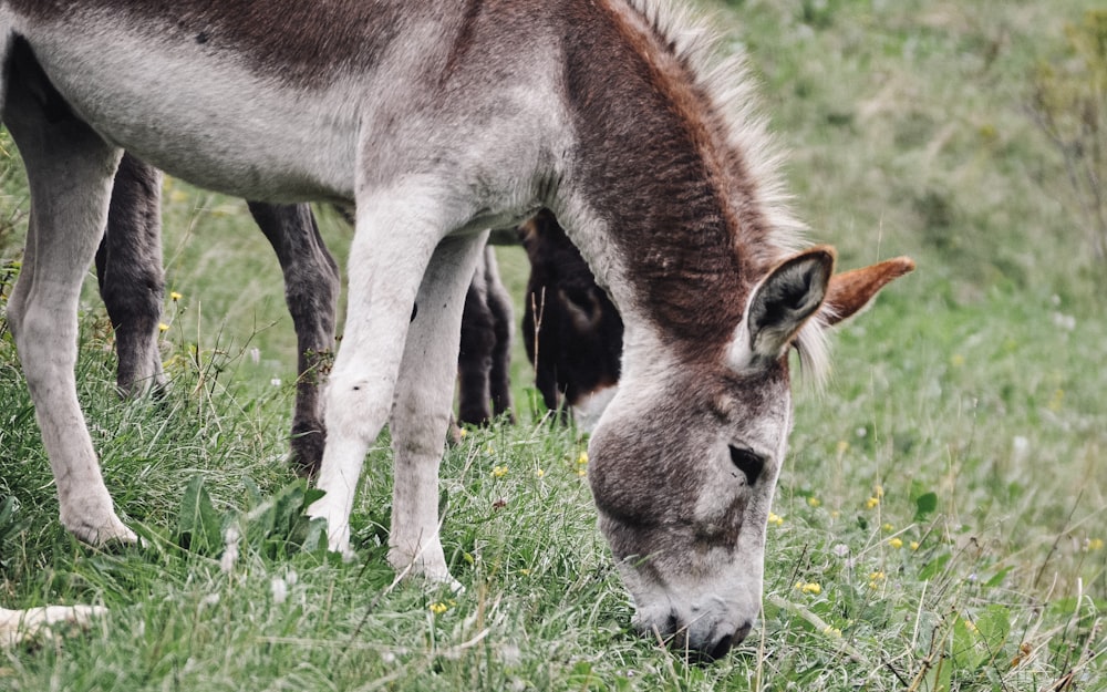 braunes und weißes Pferd frisst Gras