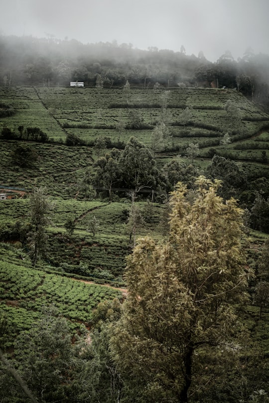 green grass field during daytime in Nuwara Eliya Sri Lanka