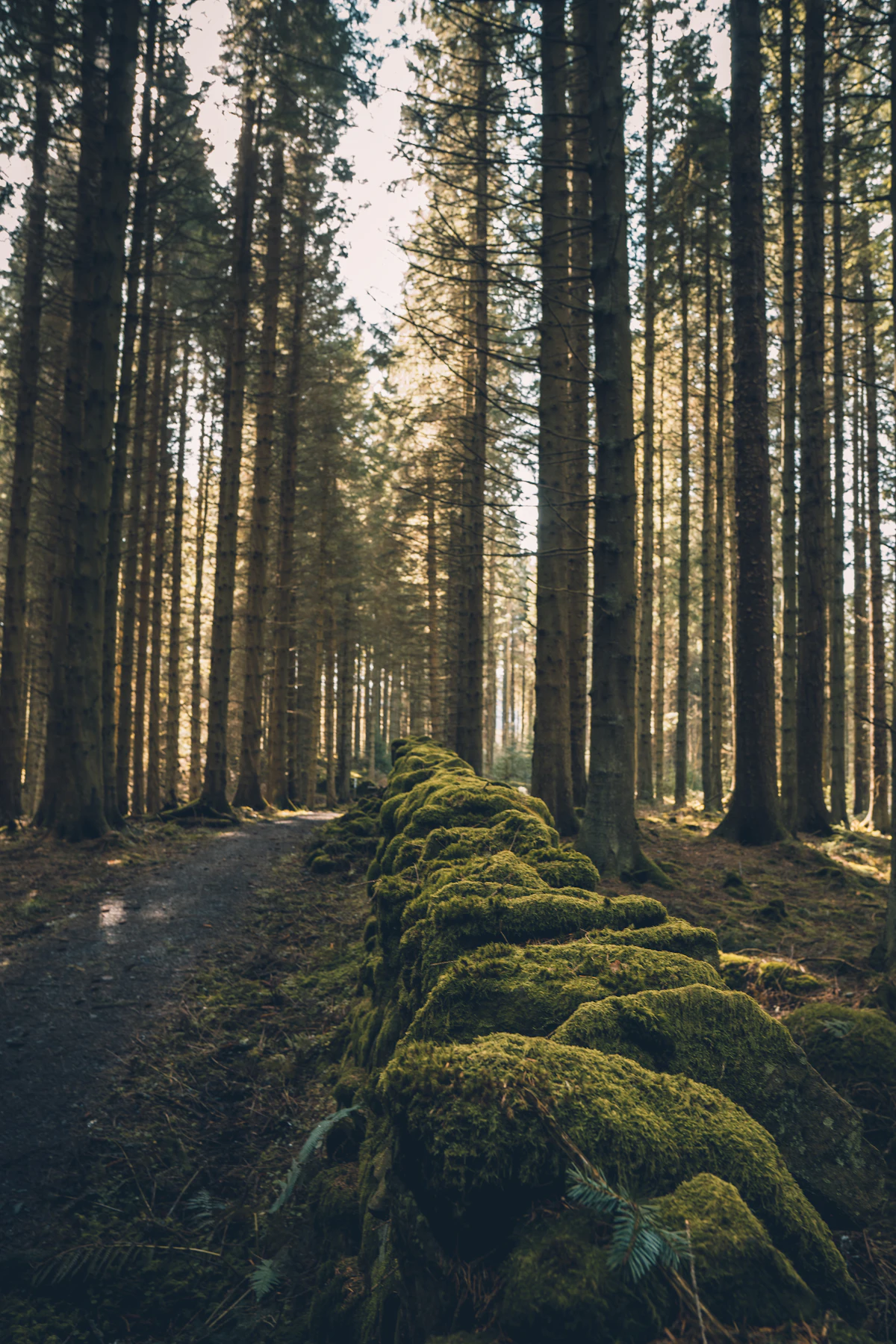 A narrow track through tall conifers in Kielder Forest beside a moss-covered stone wall
