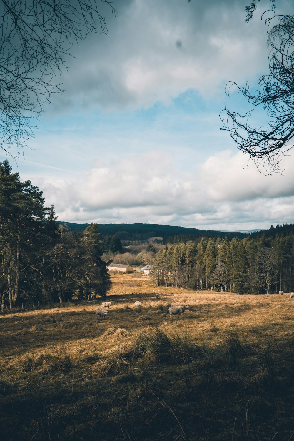 Grüne Bäume unter weißen Wolken während des Tages