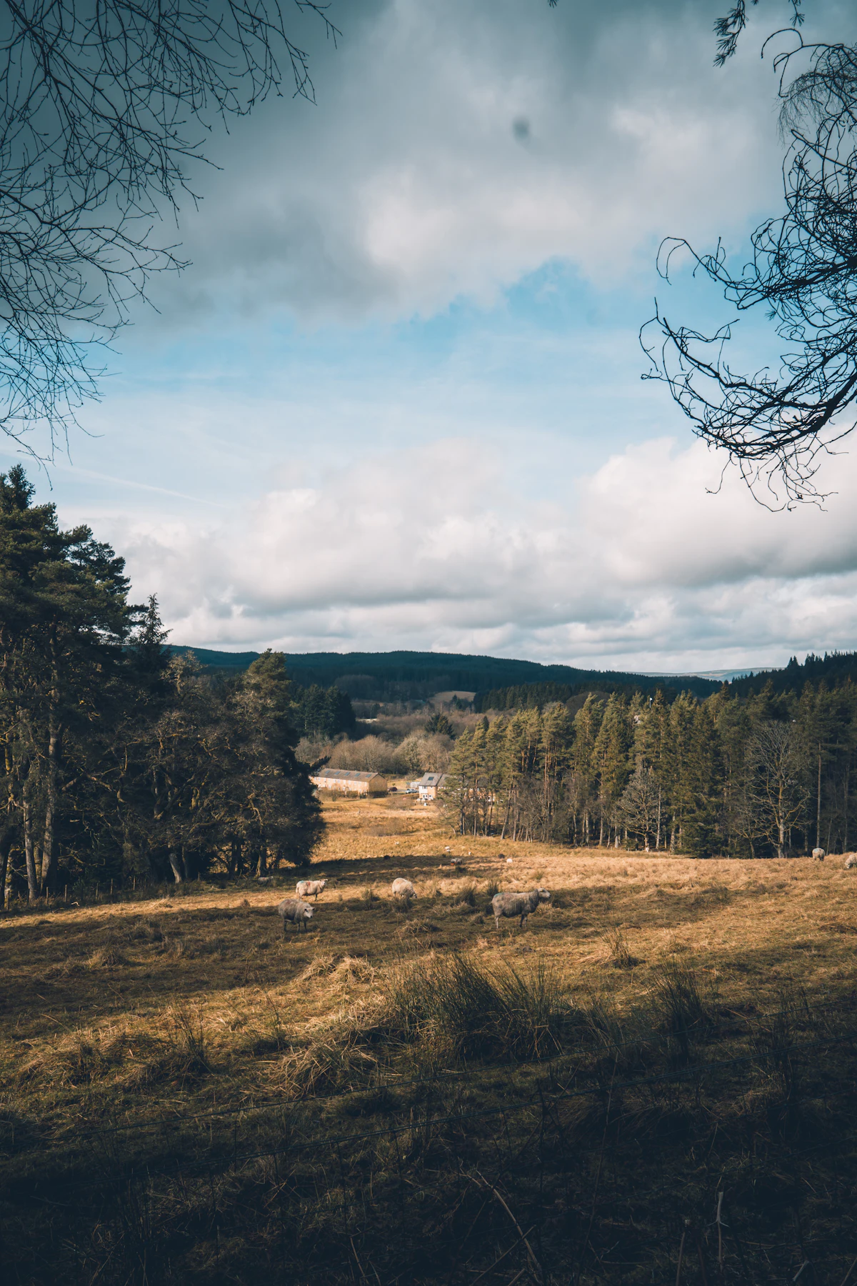 Sheep grazing a rough pasture in Kielder Forest, with conifers and a low forested ridge behind under a cloudy sky