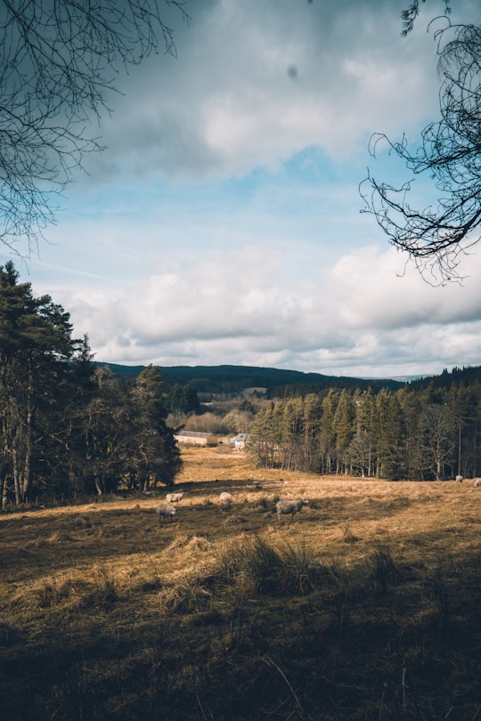 green trees under white clouds during daytime in Kielder Forest United Kingdom