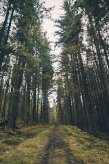 A peaceful woodland path winding through moss-covered trees with dappled sunlight filtering through