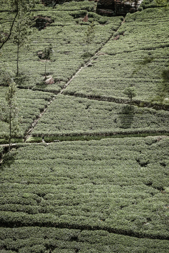 Nuwara Eliya Tea Country