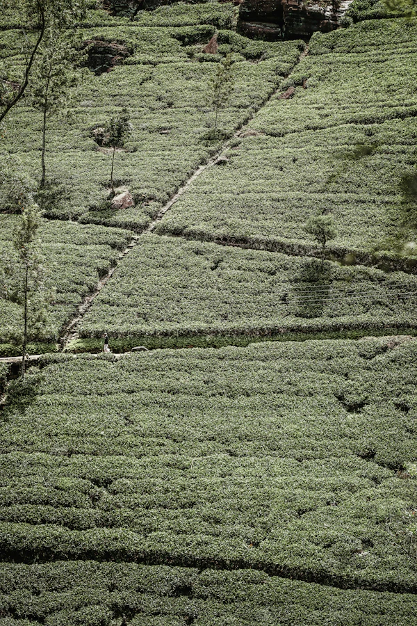 Nuwara Eliya Tea Country