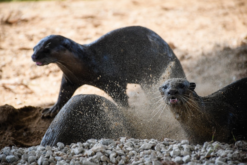 black seal on brown sand during daytime