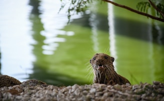 A riverbank scene captures an animal, likely a nutria, covered in sand, emerging from a body of water. The background is a soothing mix of green and white reflections on the water, framed by some foliage at the top.