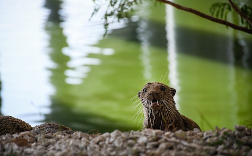 A riverbank scene captures an animal, likely a nutria, covered in sand, emerging from a body of water. The background is a soothing mix of green and white reflections on the water, framed by some foliage at the top.