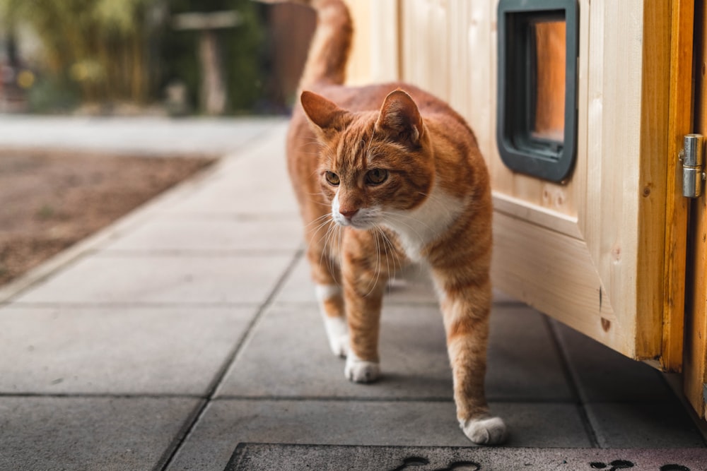 灰色のコンクリートの床にオレンジと白のぶち猫