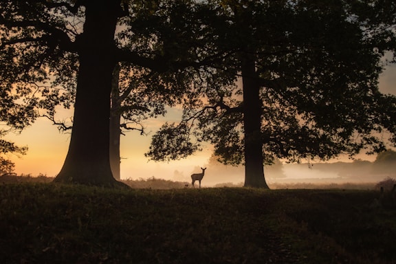 A serene photo of a wild deer standing quietly in a lush green forest at dawn.
