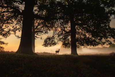 A serene shot of a deer standing quietly in a misty forest at dawn.